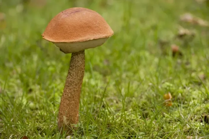 Framed Print : A bolete fungus Framed Print : A bolete fungus