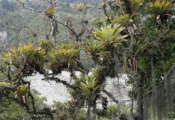 Bomeliads - Tillandsia fendleri and osneides (looks like a beard) Merida area, Andes, Venezuela Fam: Bromeliacee