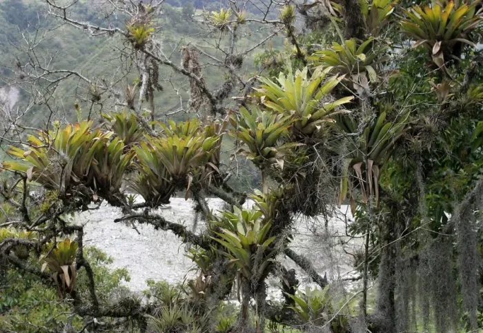 Framed Print : Bomeliads - Tillandsia fendleri and osneides (looks like a beard) Merida area, Andes, Venezuela Fam: Bromeliacee Framed Print : Bomeliads - Tillandsia fendleri and osneides (looks like a beard) Merida area, Andes, Venezuela Fam: Bromeliacee