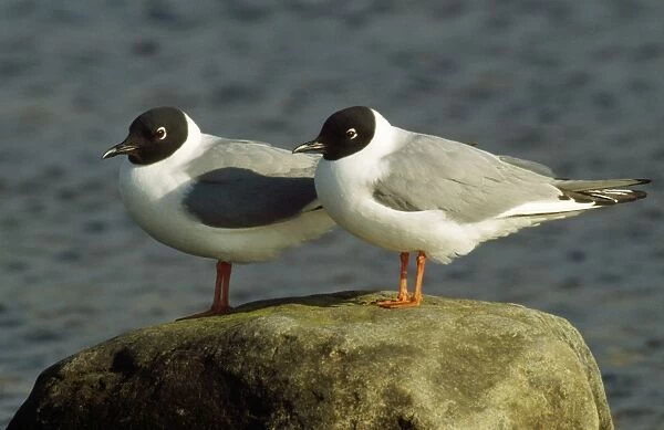 Bonaparte's Gull - pair