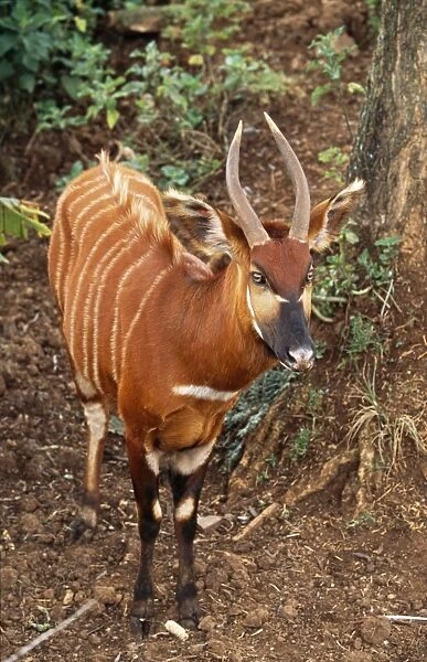 Bongo Antelope Kenya, Africa