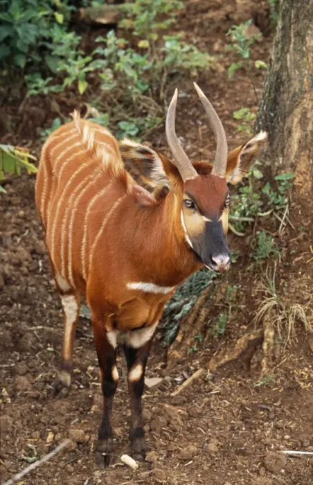 Framed Print : Bongo Antelope Kenya, Africa Framed Print : Bongo Antelope Kenya, Africa