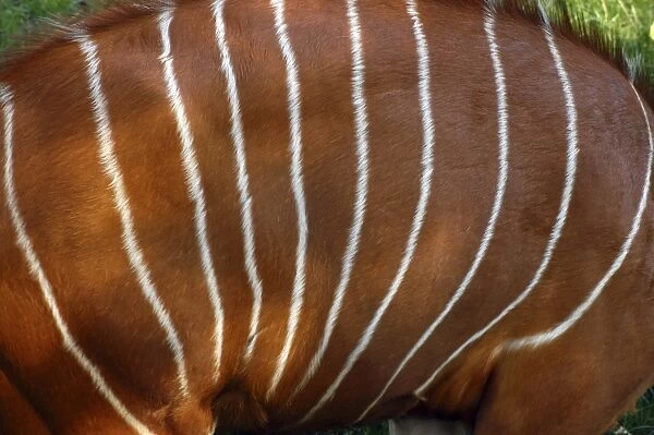 Bongo Antelope - stripes, male