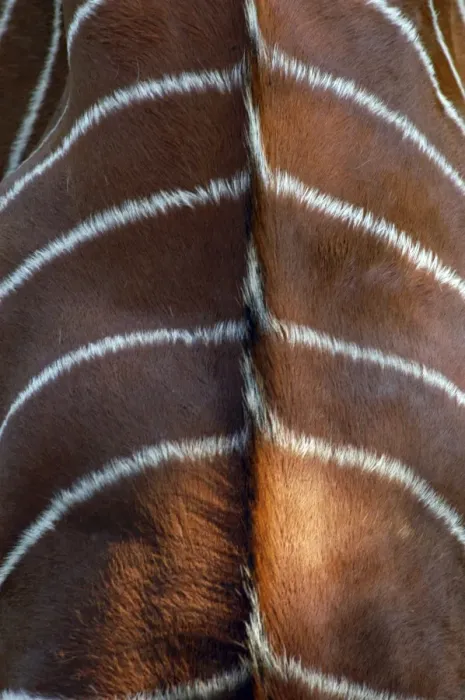 Framed Print : Bongo Antelope - stripes, Male Framed Print : Bongo Antelope - stripes, Male