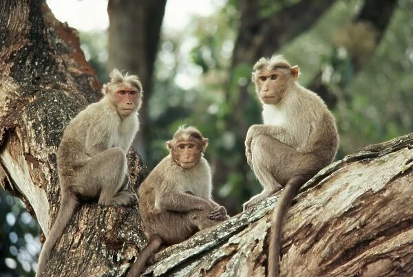 Bonnet Macaque GKB 898 India Macaca radiata © G. K. Brown  /  ARDEA LONDON