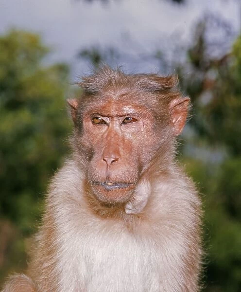 Bonnet Macaque Monkey JPF 48 Macaca radiata © Jean Paul Ferrero  /  ARDEA LONDON