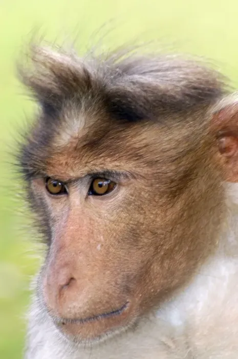 Framed Print : Bonnet Macaque, South India Framed Print : Bonnet Macaque, South India