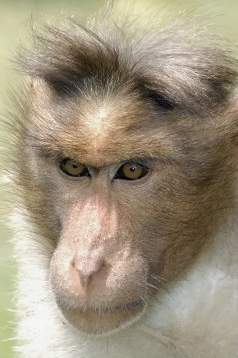 Framed Print : Bonnet Macaque, South India
