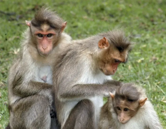 Framed Print : Bonnet Macaque, South India, mutual grooming Framed Print : Bonnet Macaque, South India, mutual grooming