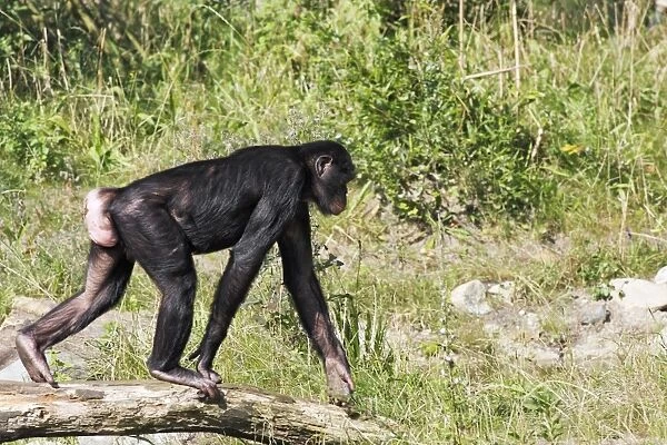 Bonobo Chimpanzee - female with swollen genitals, distribution - central Africa, Congo