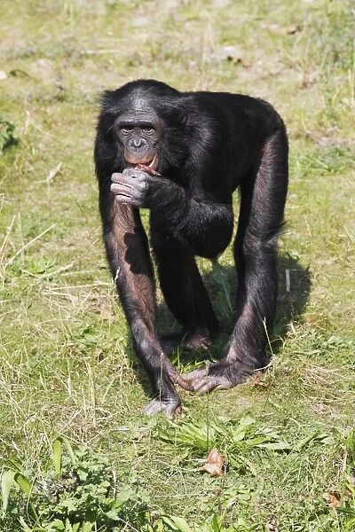 Bonobo Chimpanzee - male feeding, distribution - central Africa, Congo