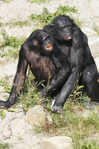 Bonobo Chimpanzee - pair copulating, distribution - central Africa, Congo