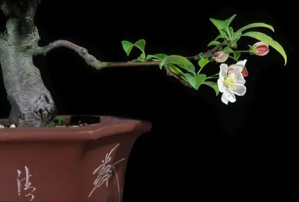 Ardea Wildlife Print: Bonsai Apple-tree (Malus cerasifera). Art Prints,  Posters & Puzzles from Ardea