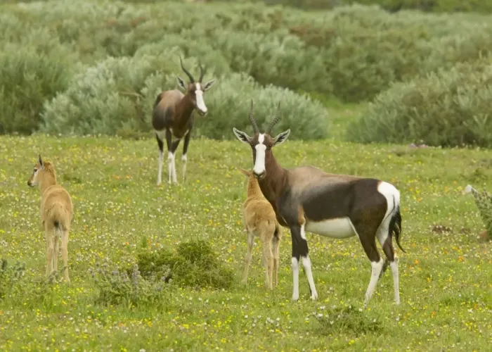 Framed Print : Bontebok - female and young, in Postberg, West coast National Park; South Africa Framed Print : Bontebok - female and young, in Postberg, West coast National Park; South Africa