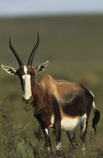 Bontebok - Subspecies Now extinct as wild animals - Kept on farms (one having been made into a national park) - Smaller southern cousins of the Topi. South Africa