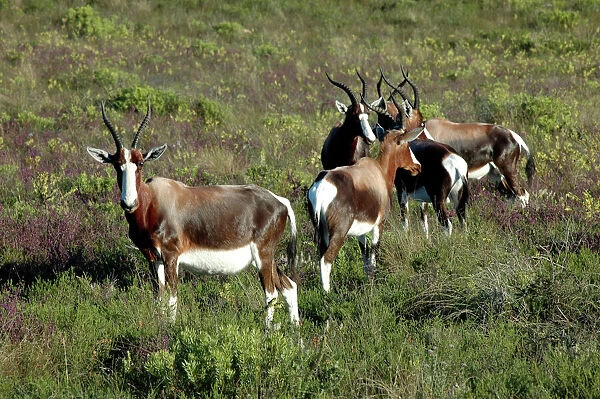 Bonteboks amongst fynbos