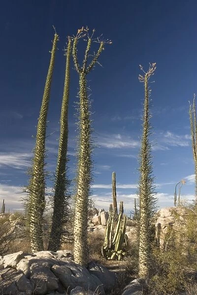 Boojum trees in the desert, Baja California