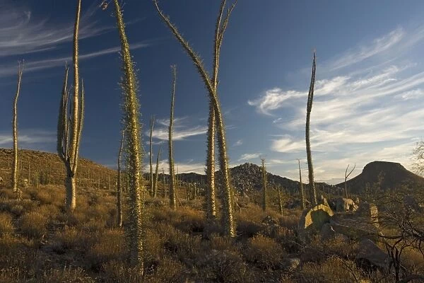 Boojum trees in the desert, Baja California
