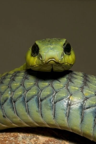 Boomslang Portrait, Namibia, Africa