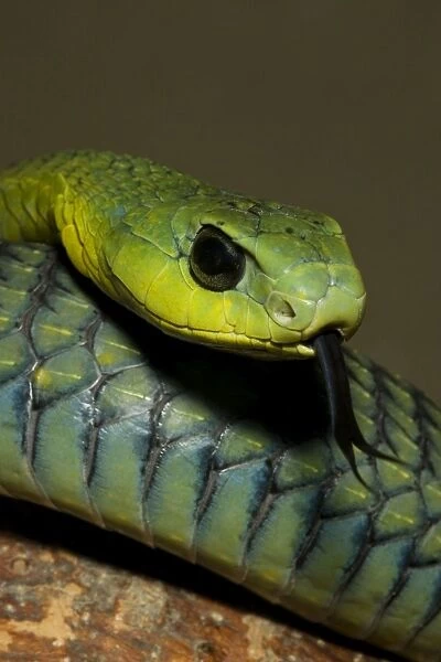 Boomslang Portrait, with tongue extended Namibia, Africa