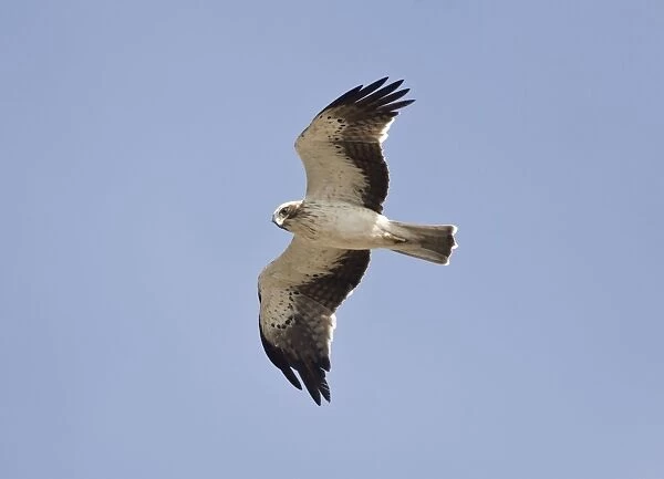 Booted Eagle - adult in flight on migration