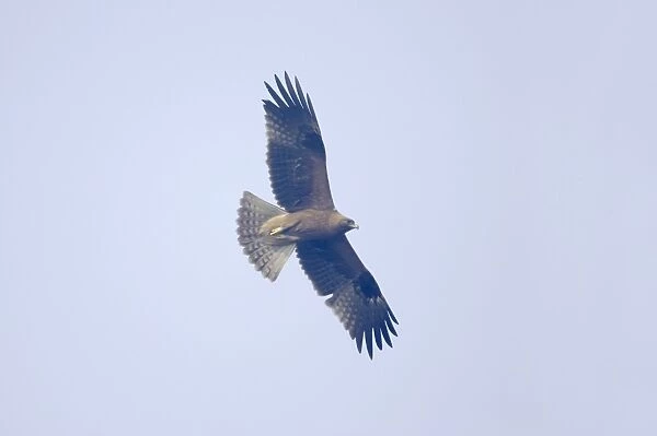 Booted Eagle - in flight - Keoladeo Ghana National Park - Bharatpur - Rajasthan - India BI017880