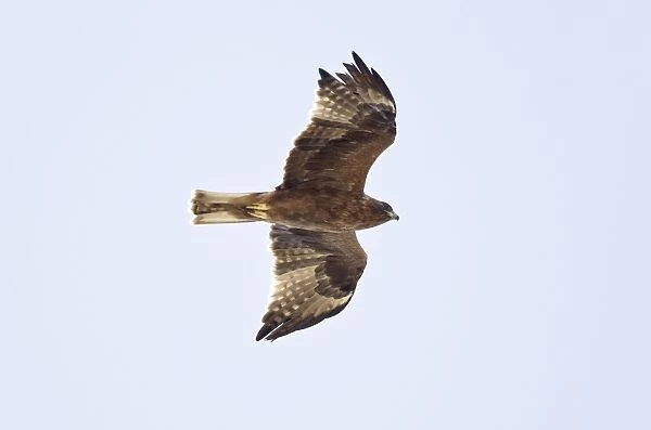 Booted Eagle - juvenile in flight on migration - Tarifa Spain