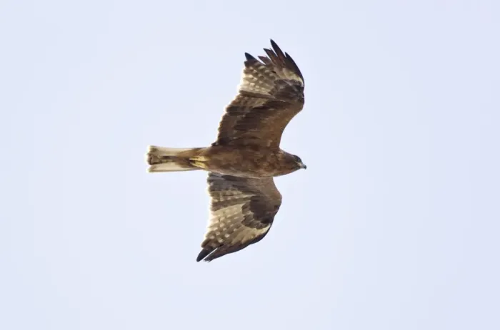 Framed Print : Booted Eagle - juvenile in flight on migration - Tarifa Spain Framed Print : Booted Eagle - juvenile in flight on migration - Tarifa Spain