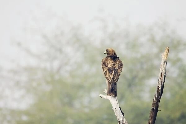 Booted Eagle - Keoladeo Ghana National Park - Bharatpur - Rajasthan - India BI017873