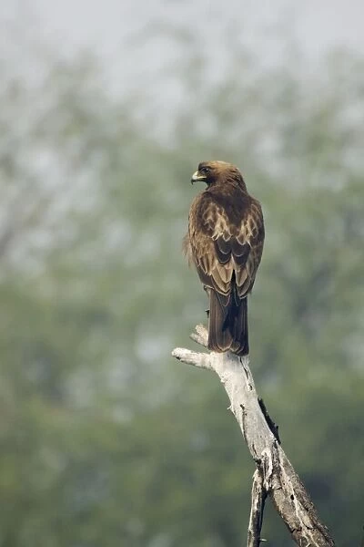 Booted Eagle - Keoladeo Ghana National Park - Bharatpur - Rajasthan - India BI017875