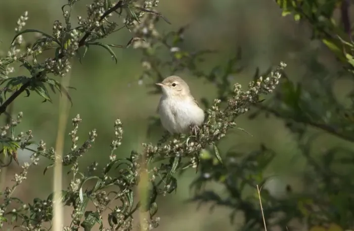 Framed Print : Booted Warbler Vagrant in Norfolk UK Framed Print : Booted Warbler Vagrant in Norfolk UK