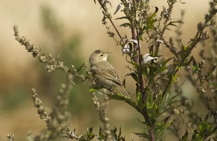 Framed Print : Booted Warbler Vagrant in Norfolk UK Framed Print : Booted Warbler Vagrant in Norfolk UK