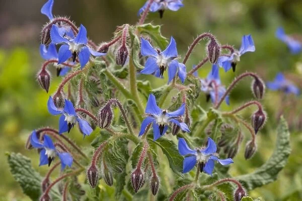 Borage (Borago officinalis) in flower. South European species, naturalised in UK