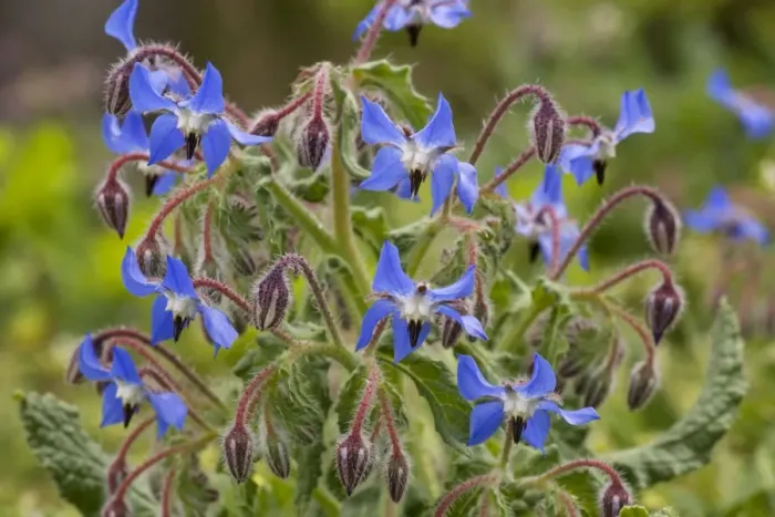 Framed Print : Borage (Borago officinalis) in flower. South European species, naturalised in UK