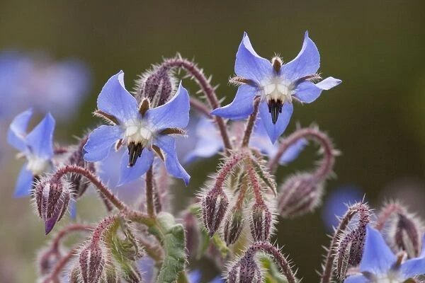 Borage (Borago officinalis) in flower. South European species, naturalised in UK