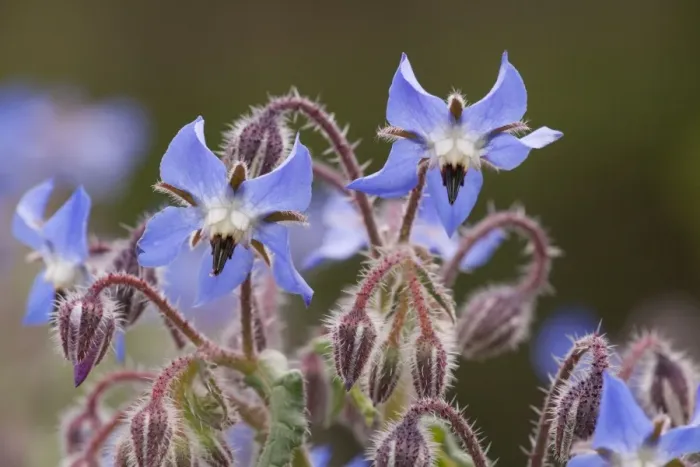 Framed Print : Borage (Borago officinalis) in flower. South European species, naturalised in UK Framed Print : Borage (Borago officinalis) in flower. South European species, naturalised in UK