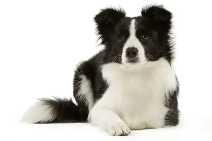 Framed Print : Border Collie Framed Print : Border Collie