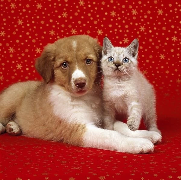 Border Collie Cross Dog - with kitten on starry background