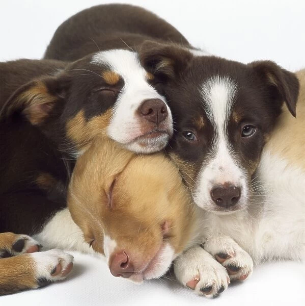 Border Collie Cross Dog - puppies asleep together