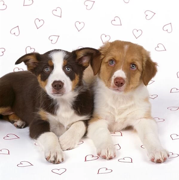 Border Collie Cross Dog - puppies on hearts background