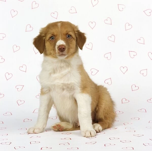 Border Collie Cross Dog - puppy on hearts background