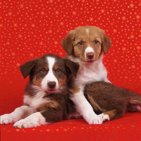 Border Collie Cross Dog - x2 puppies on starry background