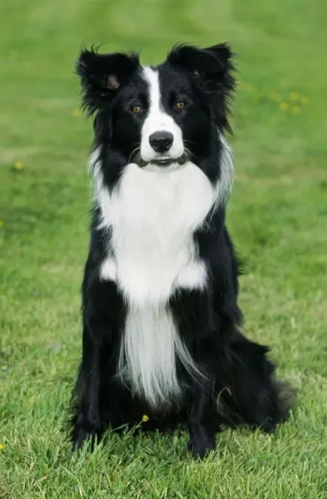 Framed Print : Border Collie Dog ME 336 © Johan De Meester / ardea. com Framed Print : Border Collie Dog ME 336 © Johan De Meester / ardea. com