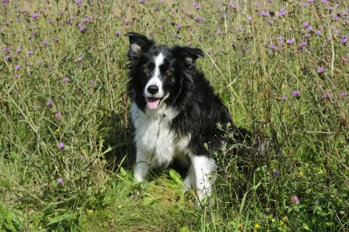 Framed Print : Border Collie Dog Framed Print : Border Collie Dog