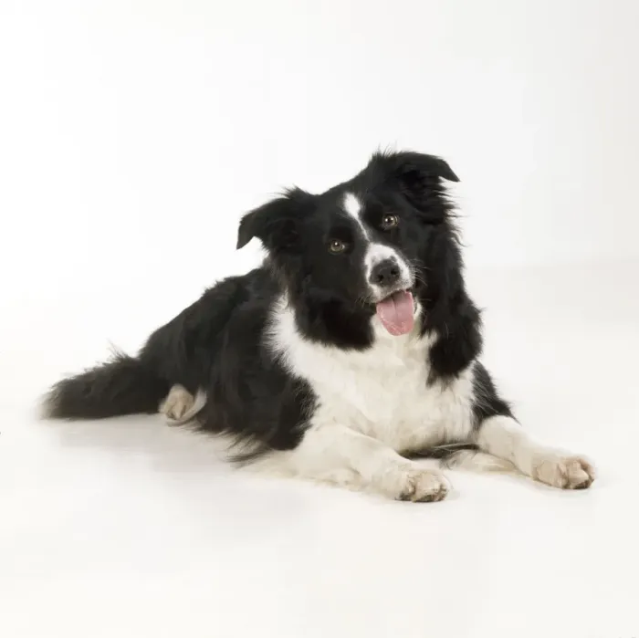 Framed Print : Border Collie Dog Framed Print : Border Collie Dog
