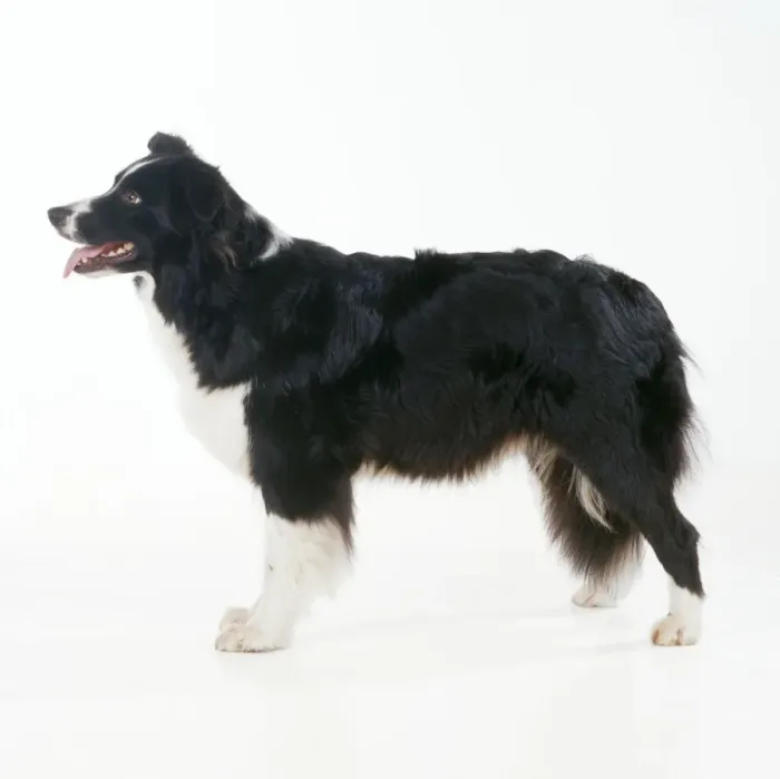 Framed Print : Border Collie Dog Framed Print : Border Collie Dog