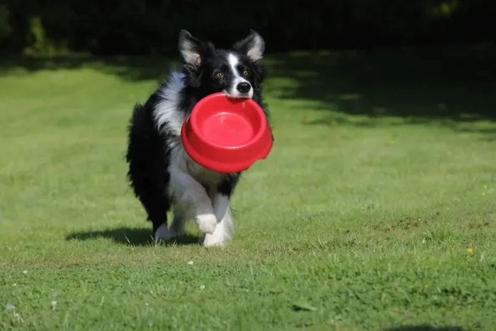 Framed Print : Border Collie Dog - holding bowl outside Framed Print : Border Collie Dog - holding bowl outside