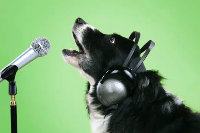 Framed Print : Border Collie Dog - with microphone & head phones Digital Manipulation: colour background to green Framed Print : Border Collie Dog - with microphone & head phones Digital Manipulation: colour background to green
