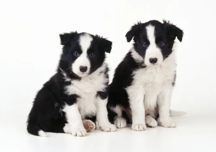 Framed Print : Border Collie Dog - puppies Framed Print : Border Collie Dog - puppies