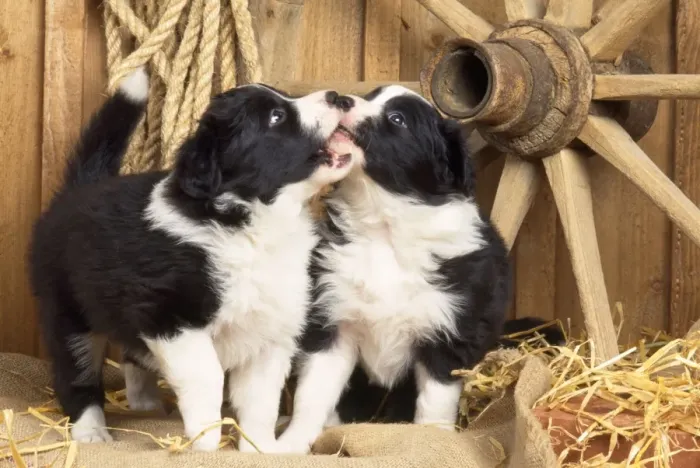 Framed Print : Border Collie Dog - puppies with wheel & rope, play fighting Framed Print : Border Collie Dog - puppies with wheel & rope, play fighting